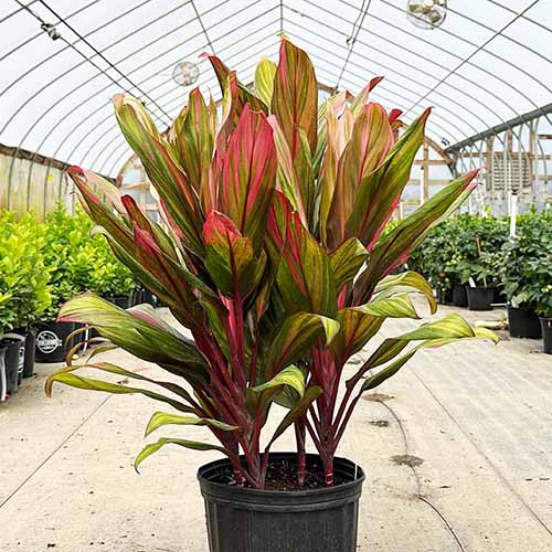 Cordyline Identification