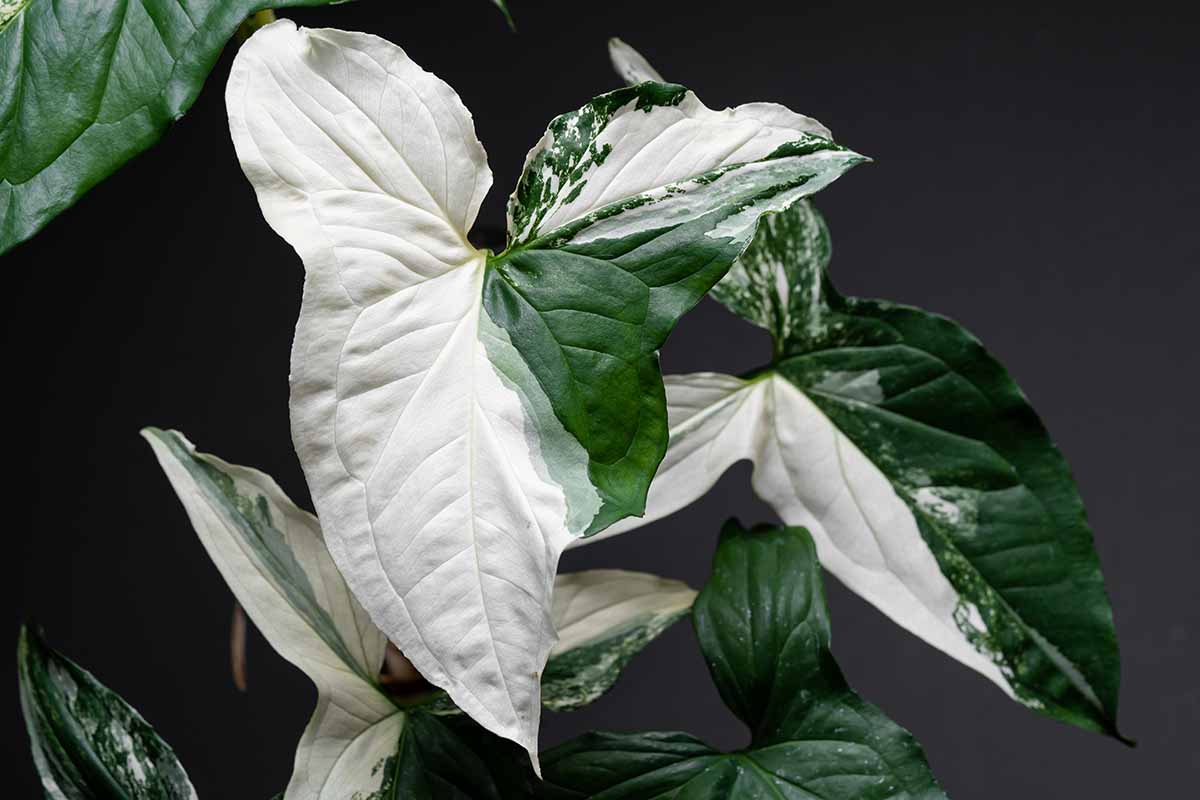 23 Of The Best Arrowhead Syngonium Varieties Gardener s Path 23 Of The Best Arrowhead Syngonium Varieties Gardener s Path