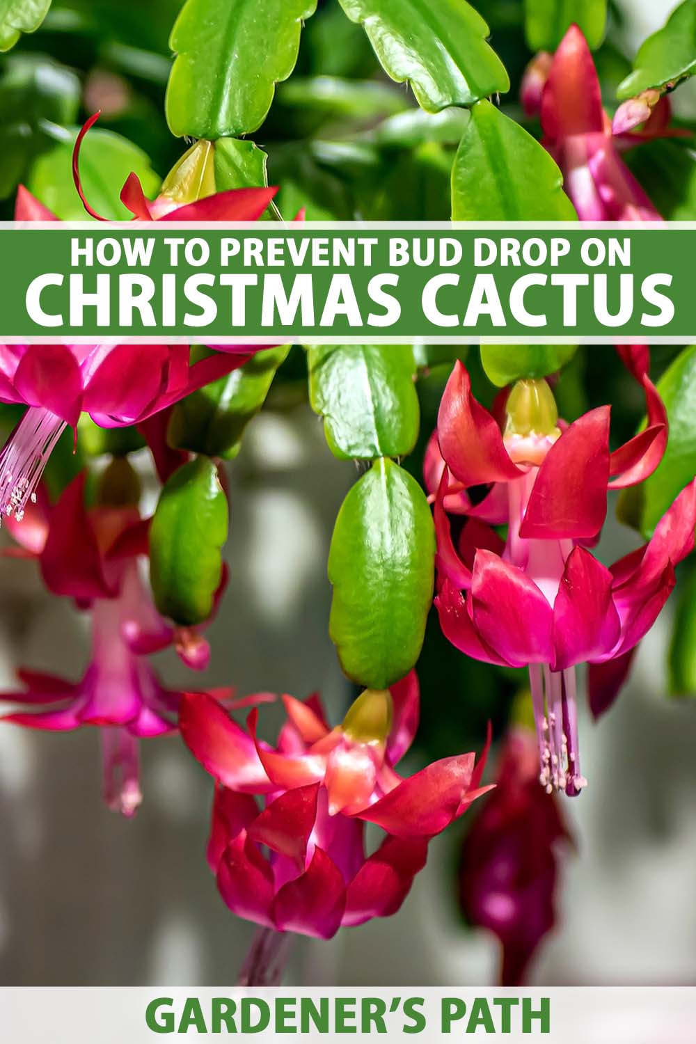 Healthy Christmas cactus with abundant buds ready to bloom