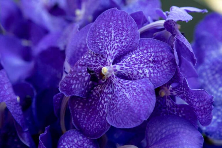 How To Grow And Care For Vanda Orchids Gardener S Path