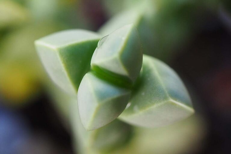 How to Grow and Care for Ice Plant (Delosperma)