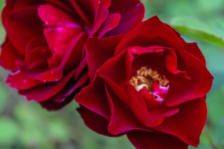 What Are the Different Types of Shrub Roses? | Gardener’s Path