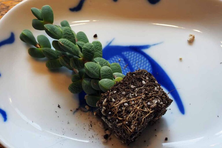 How to Grow and Care for Ice Plant (Delosperma)