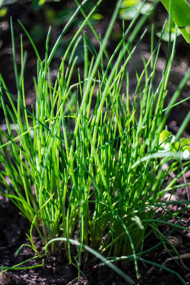 How to Plant and Grow Chives | Gardener’s Path