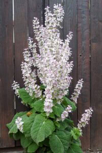Sage Taproot How to Plant and Grow Clary Sage | Gardener’s Path