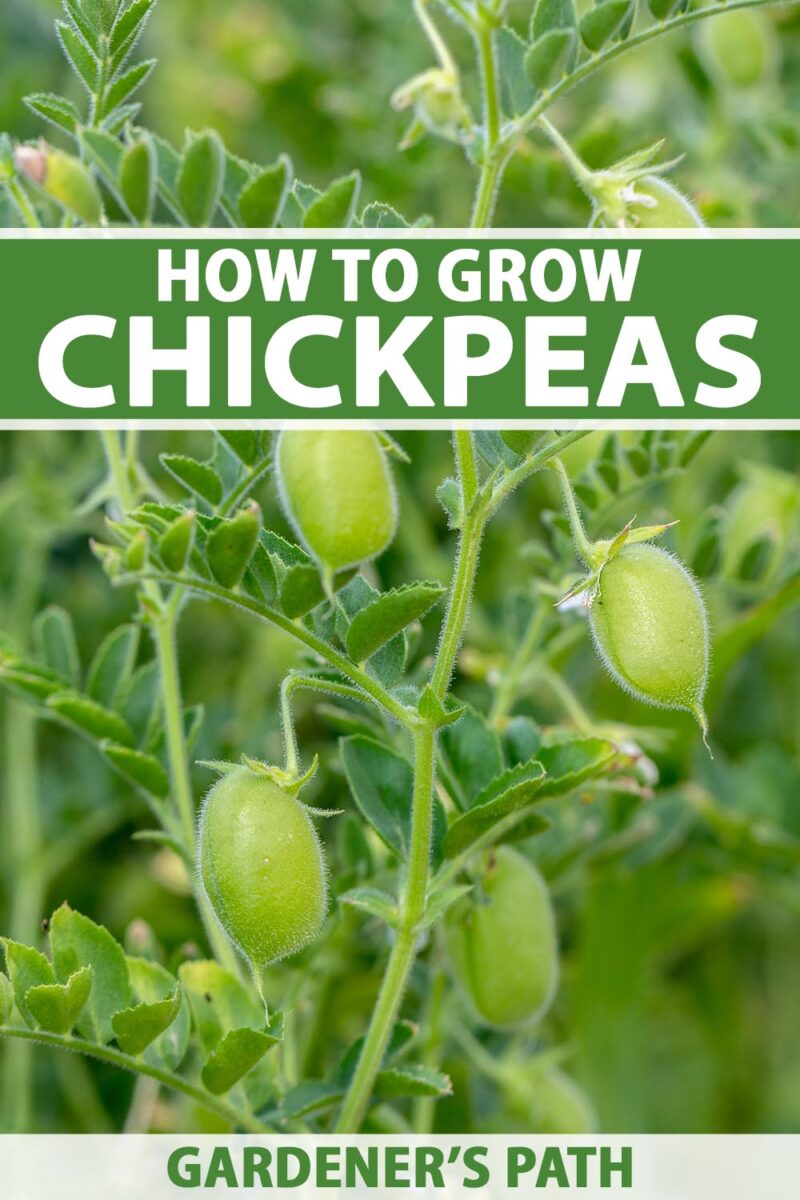 How To Grow Chickpeas Garbanzo Beans Gardener s Path How To Grow Chickpeas Garbanzo Beans Gardener s Path