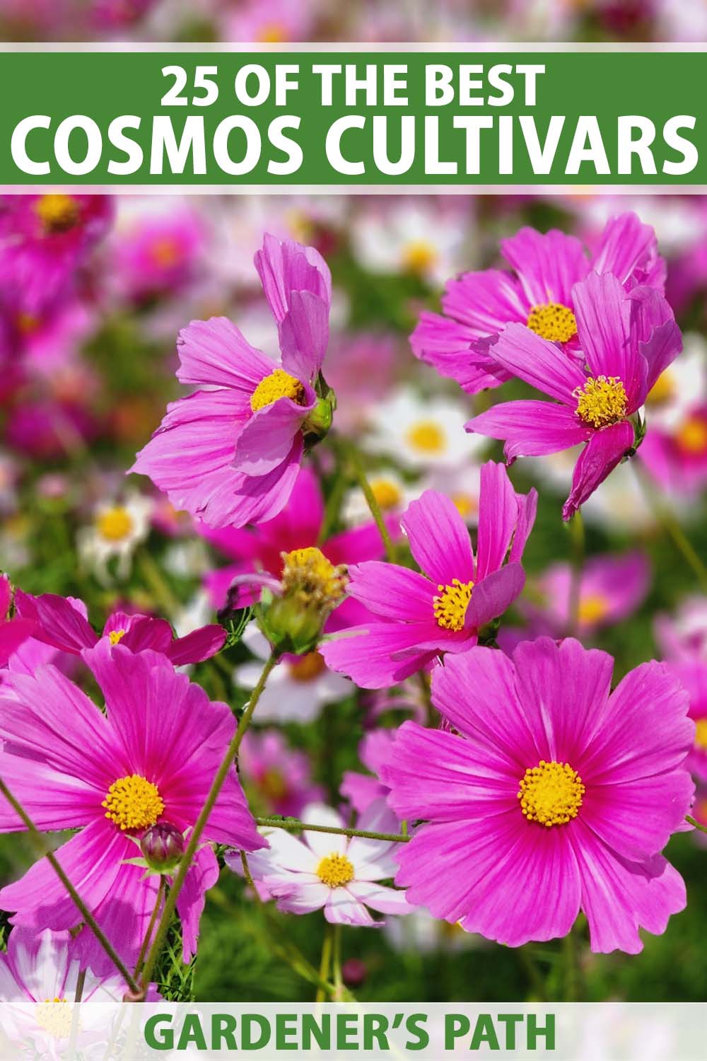 25 of the Best Cosmos Flower Cultivars for Your Yard