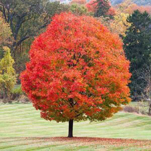 15 of the Best Types of Maple Trees to Grow at Home | Gardener’s Path