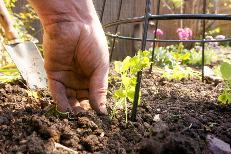 7 Reasons Why Sweet Peas Fail to Bloom | Gardener’s Path