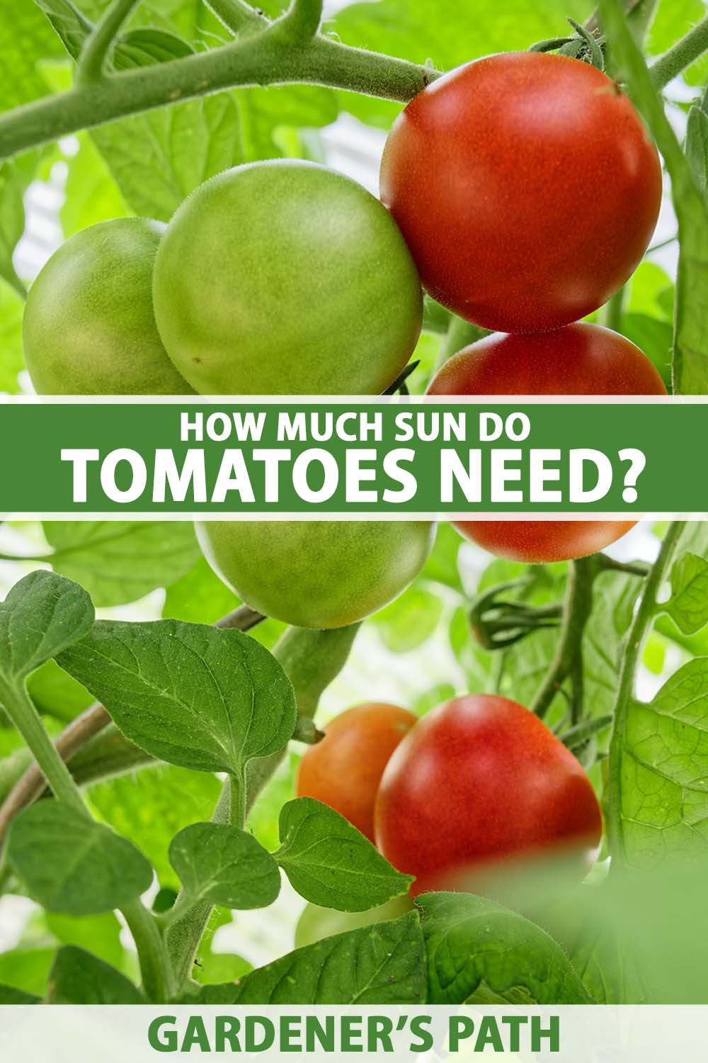 How Much Sun Do Tomatoes Need? | Gardener’s Path
