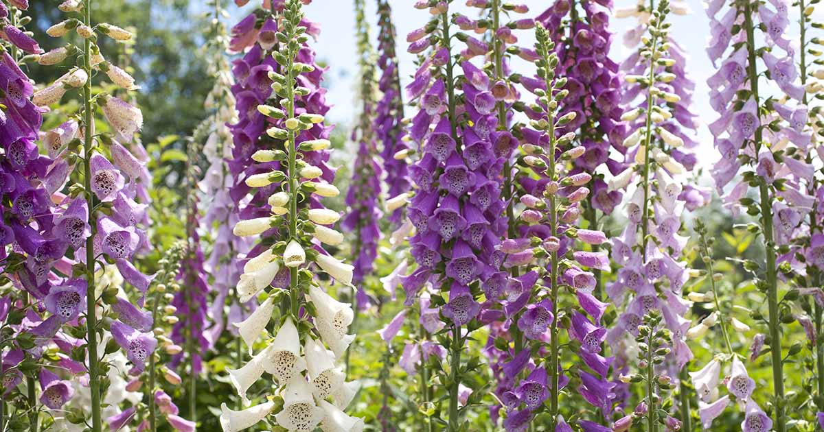 When and How to Deadhead Foxgloves | Gardener’s Path