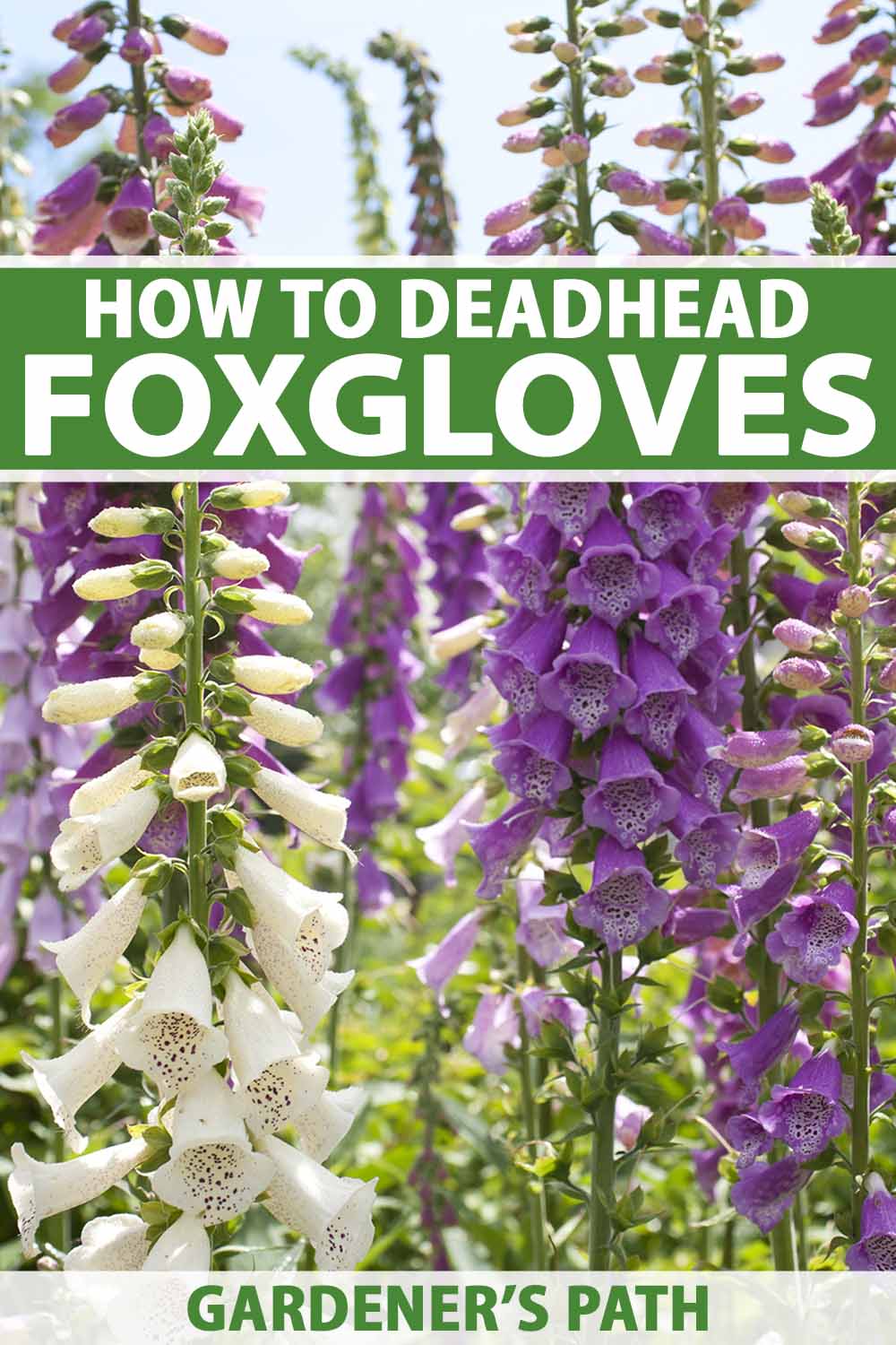 When and How to Deadhead Foxgloves | Gardener’s Path
