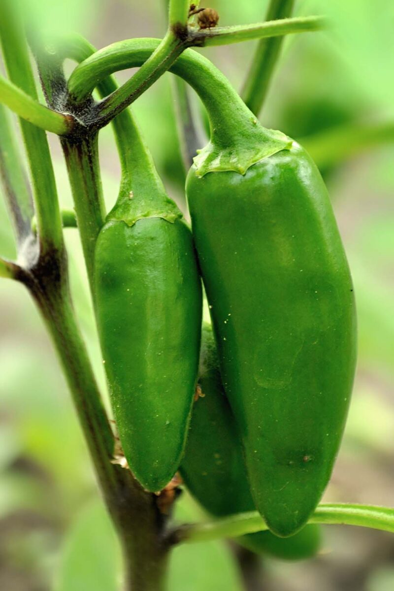 https://gardenerspath.com/wp-content/uploads/2025/04/Jalapeno-Peppers-Ready-for-Harvest-800x1200.jpg?utm_source=chatgpt.com