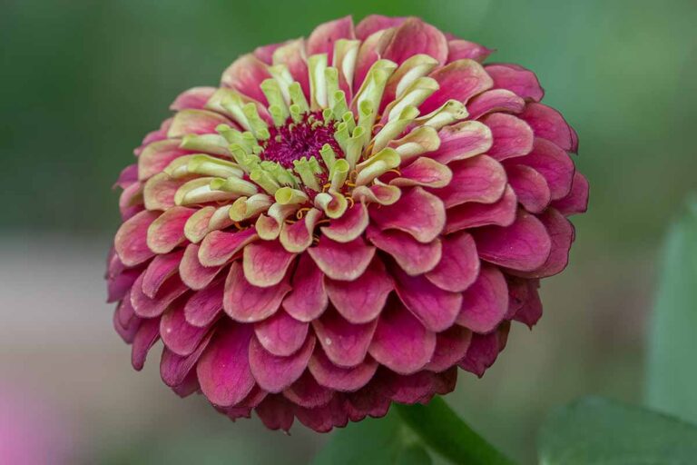Tips for Growing Queen Lime Zinnias | Gardener’s Path