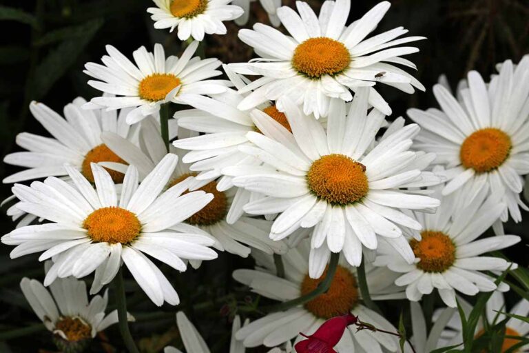 Tips for Growing Shasta Daisies in Containers | Gardener’s Path