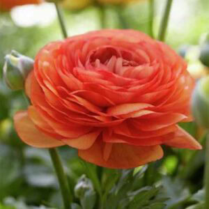 Deep Indigo Ranunculus How to Grow and Care for Ranunculus Flowers | Gardener’s Path