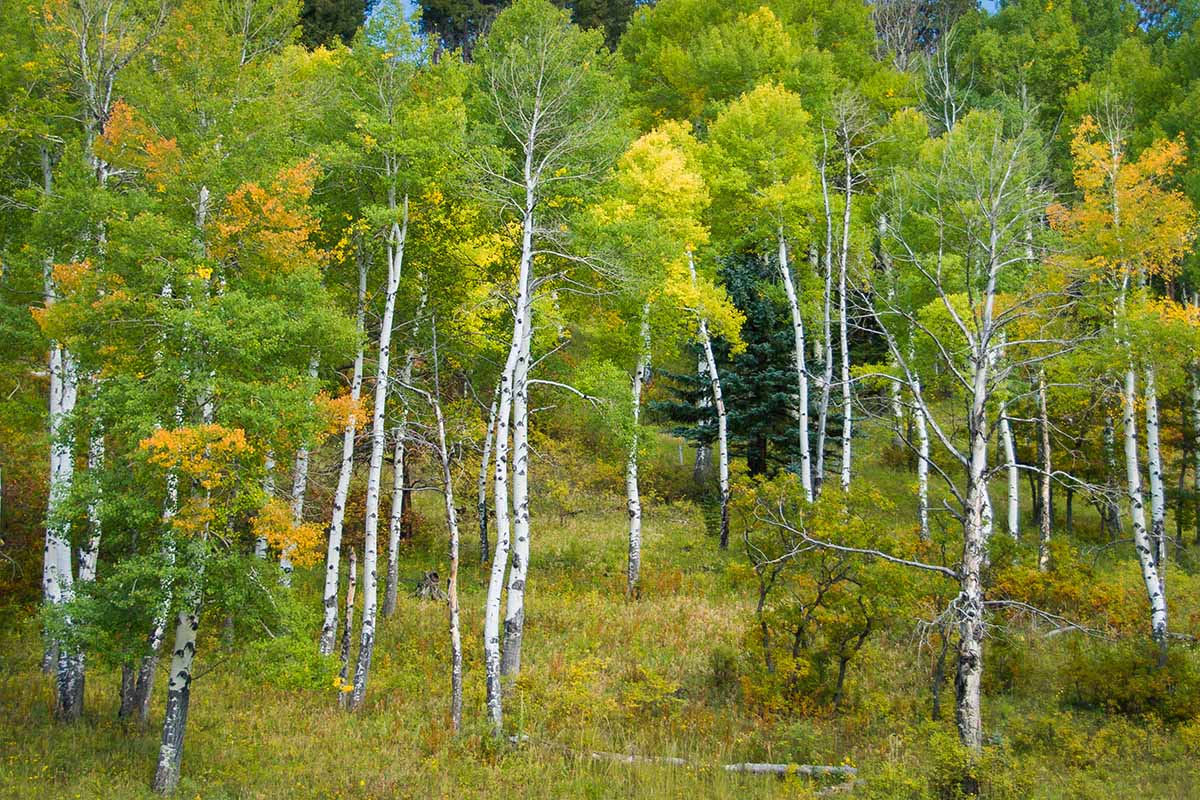 How To Grow And Care For Quaking Aspen Trees Gardener s Path