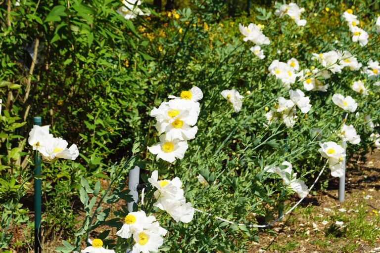 How to Grow California Tree Poppies (Coulter’s Matilija Poppy)