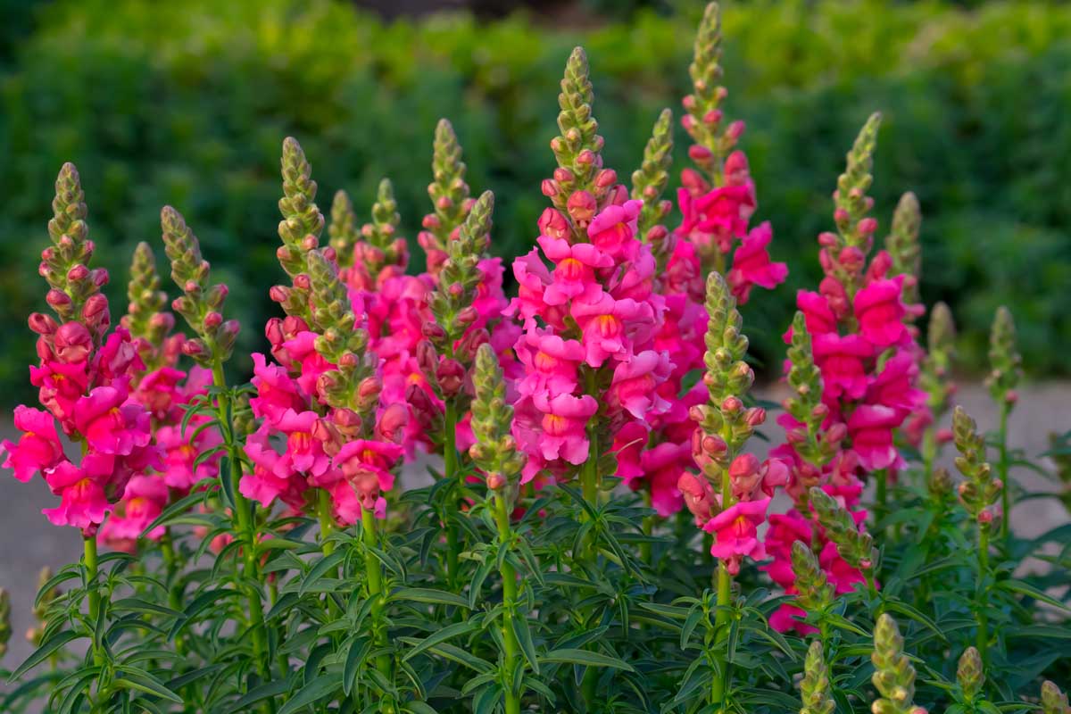 How To Grow And Care For Snapdragon Flowers Gardener s Path How To Grow And Care For Snapdragon Flowers Gardener s Path