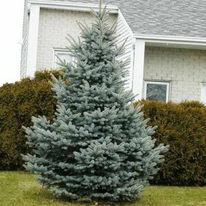 Compact Blue Spruce How to Grow and Care for Colorado Blue Spruce | Gardener’s Path