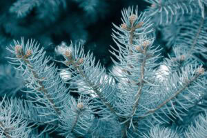 How to Grow and Care for Colorado Blue Spruce | Gardener’s Path
