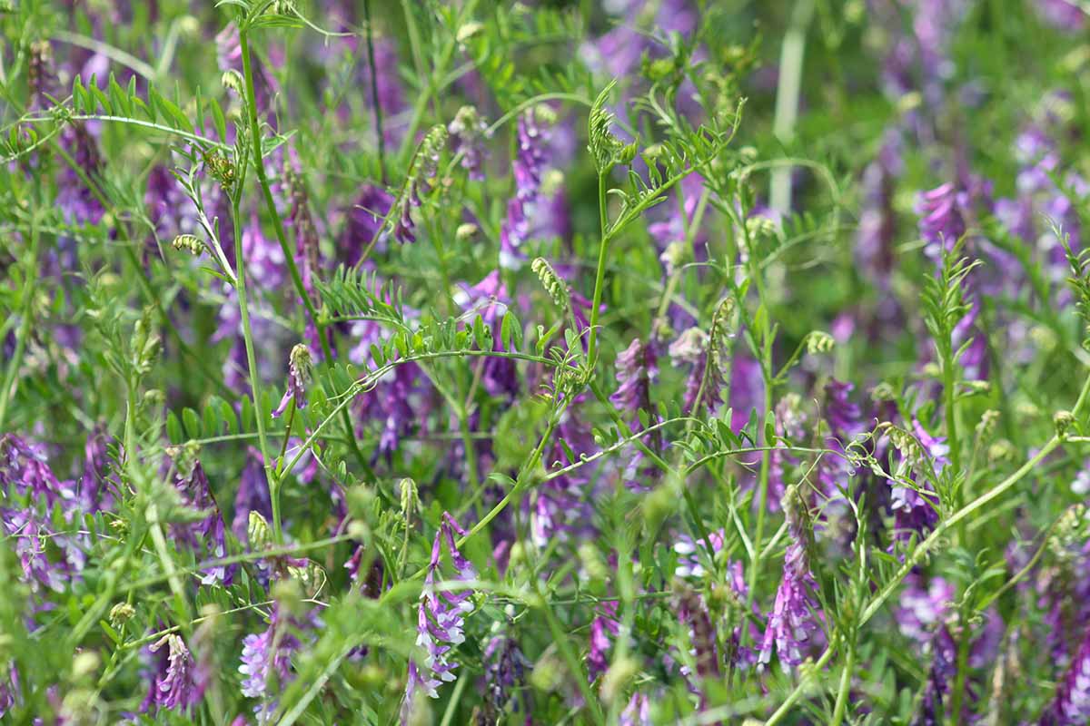 How To Grow Hairy Vetch As A Cover Crop Gardener s Path How To Grow Hairy Vetch As A Cover Crop Gardener s Path