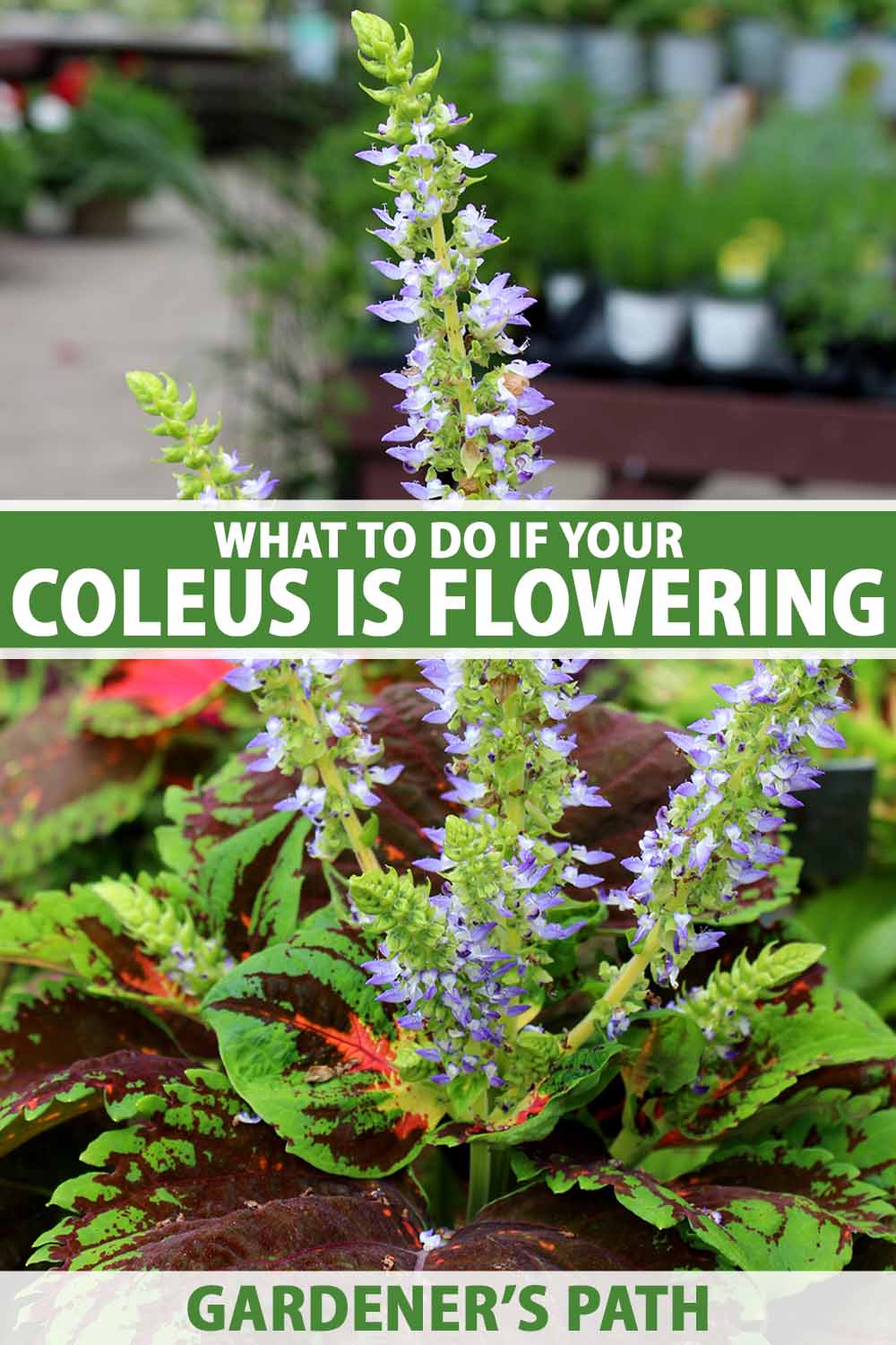 Should You Let Coleus Flower? Best Practices for Vibrant Foliage