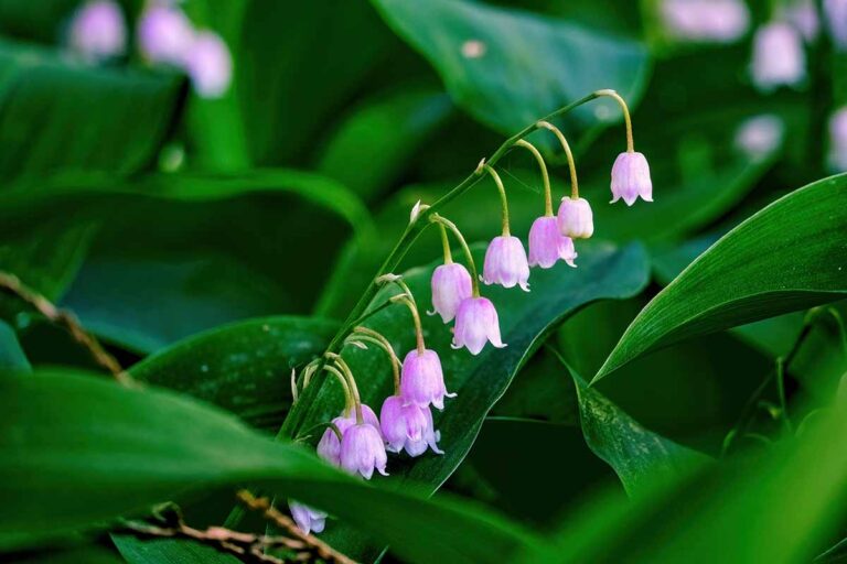 Is Lily of the Valley Toxic to Humans or Animals? | Gardener’s Path