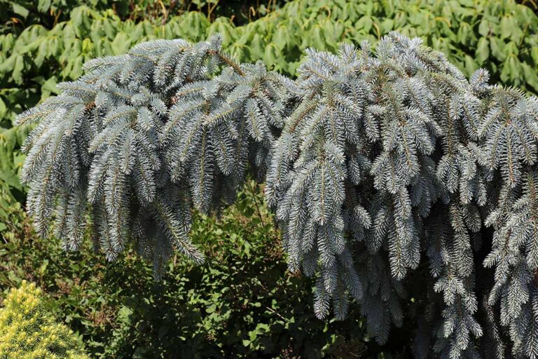 How to Grow and Care for Colorado Blue Spruce | Gardener’s Path