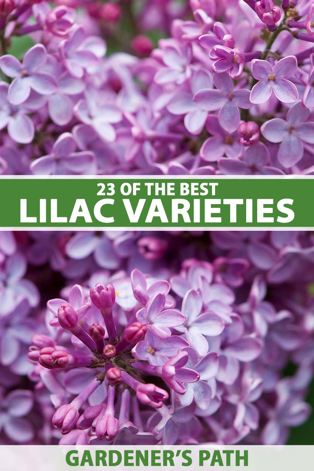 23 of the Best Lilac Varieties for Your Landscape | Gardener’s Path