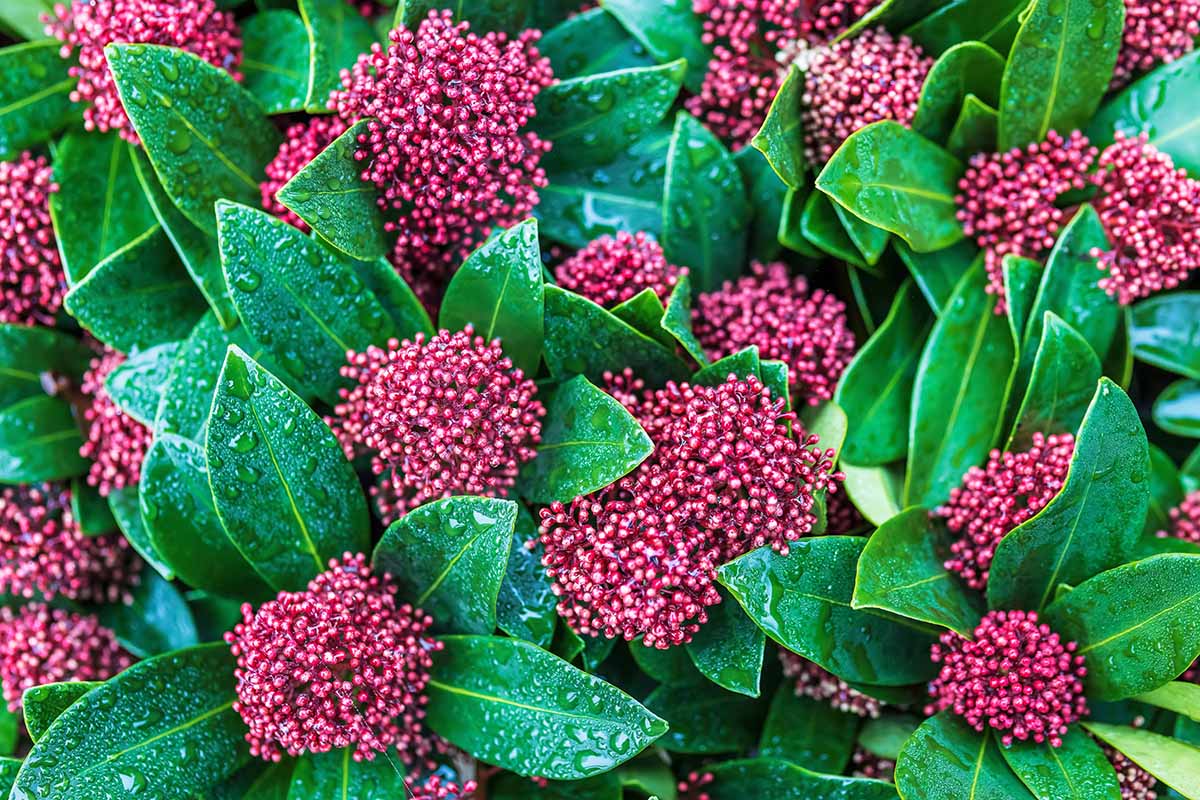 How To Grow And Care For Japanese Skimmia Gardener s Path