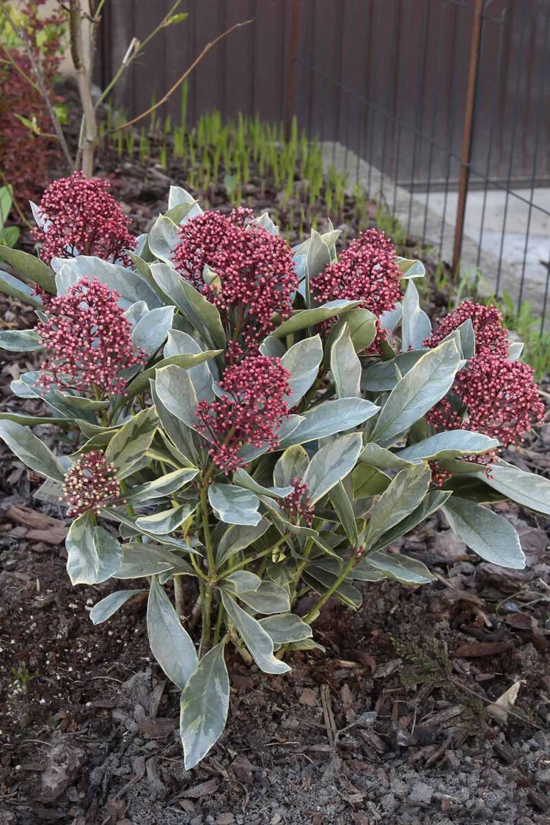 How To Grow And Care For Japanese Skimmia Gardener s Path