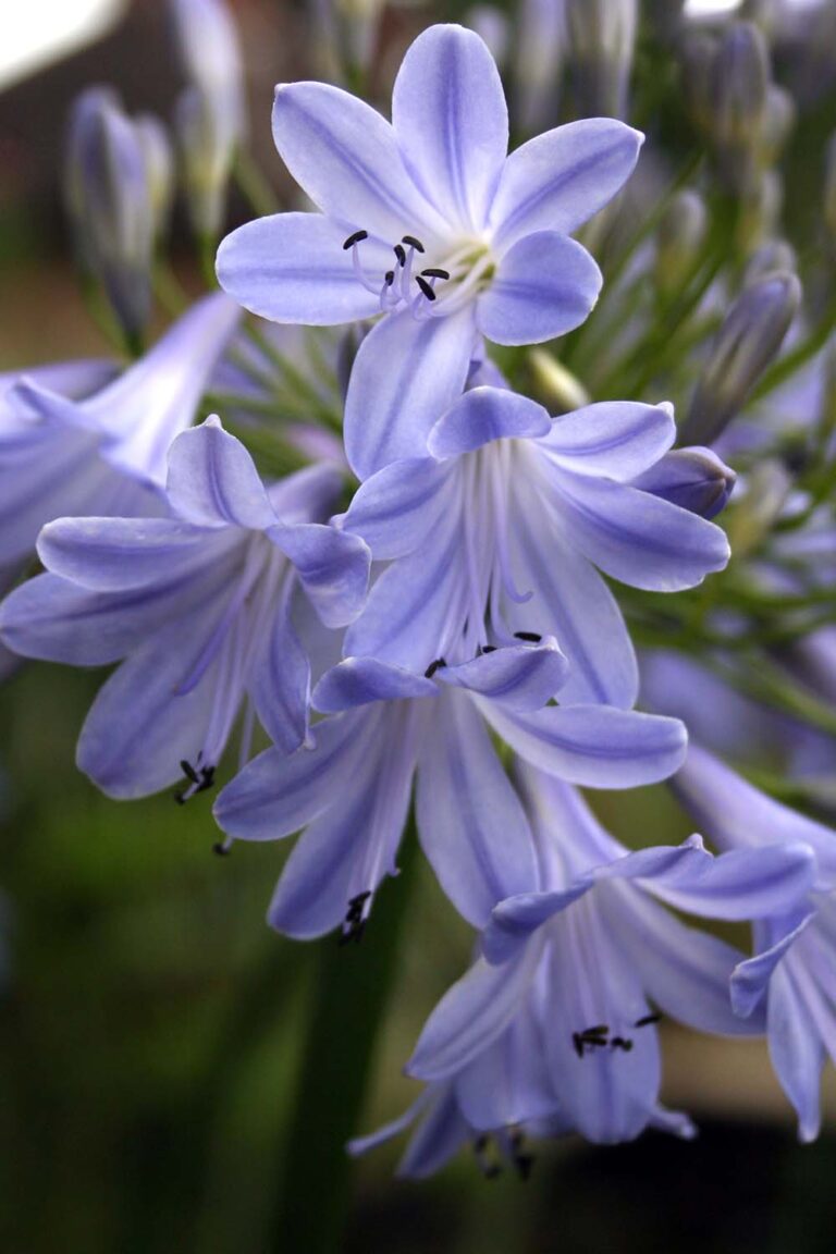 29 of the Best Agapanthus Varieties for Your Garden