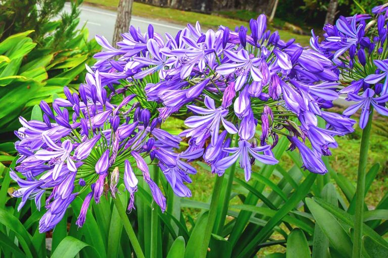 29 of the Best Agapanthus Varieties for Your Garden