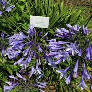 29 of the Best Agapanthus Varieties for Your Garden
