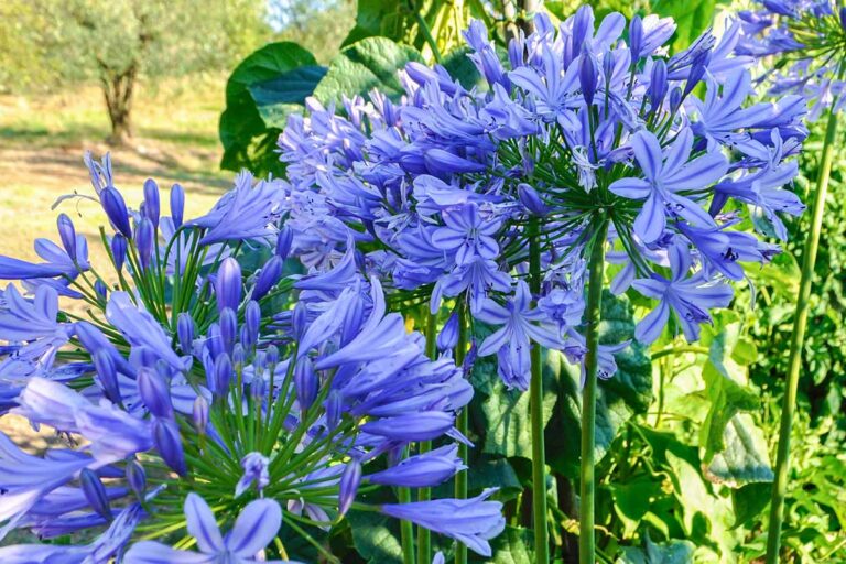 29 of the Best Agapanthus Varieties for Your Garden