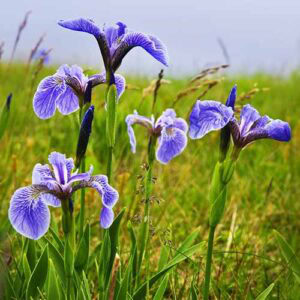 15 of the Best Native Blue Wildflowers for Your Landscape
