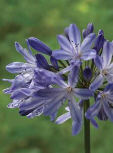 29 of the Best Agapanthus Varieties for Your Garden