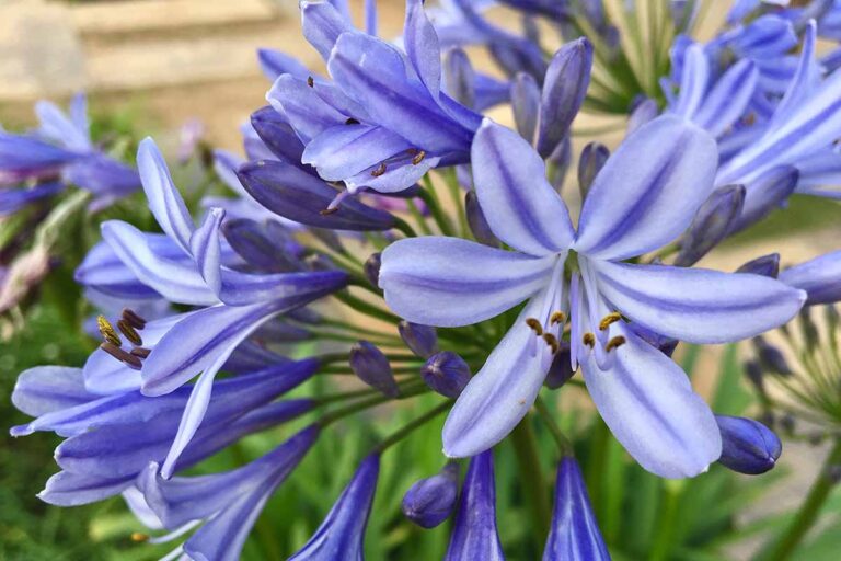 29 of the Best Agapanthus Varieties for Your Garden