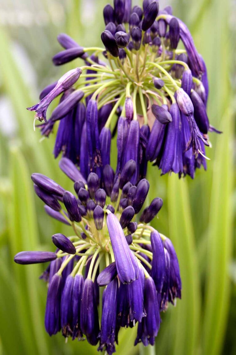 29 of the Best Agapanthus Varieties for Your Garden