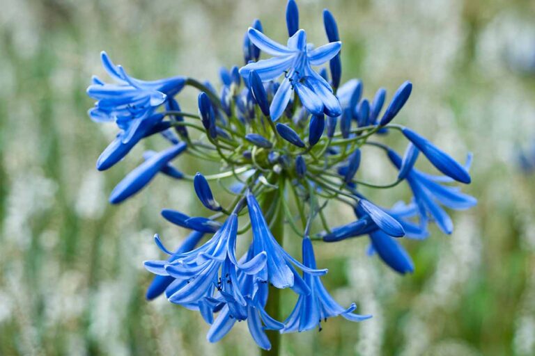 29 of the Best Agapanthus Varieties for Your Garden