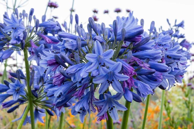 29 of the Best Agapanthus Varieties for Your Garden
