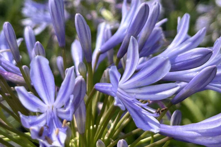 29 of the Best Agapanthus Varieties for Your Garden