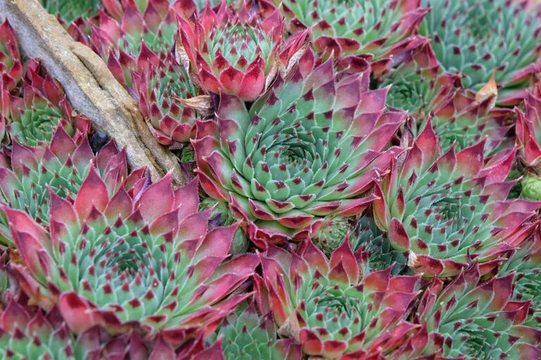 11 Of The Best Hens And Chicks Varieties Sempervivum 11-of-the-best-hens-and-chicks-varieties-sempervivum