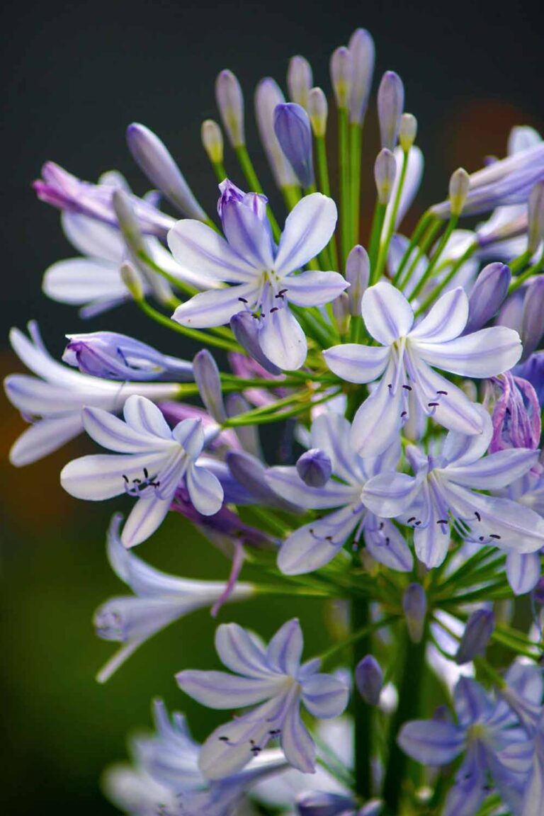 29 of the Best Agapanthus Varieties for Your Garden