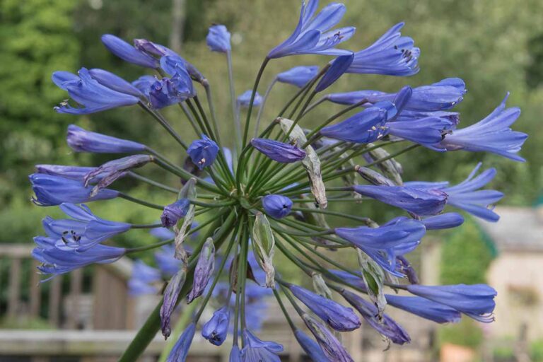 29 of the Best Agapanthus Varieties for Your Garden