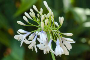 29 of the Best Agapanthus Varieties for Your Garden