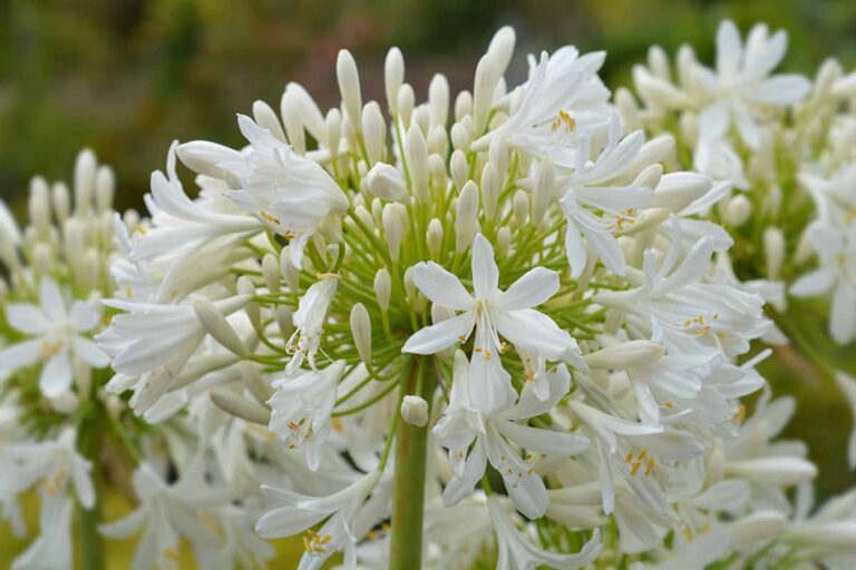 29 of the Best Agapanthus Varieties for Your Garden