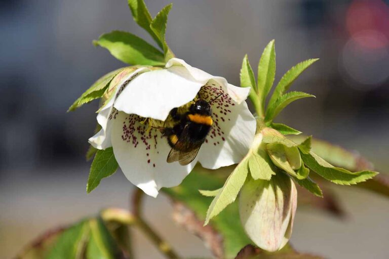 Hellebore Classification: A Guide to the Different Types