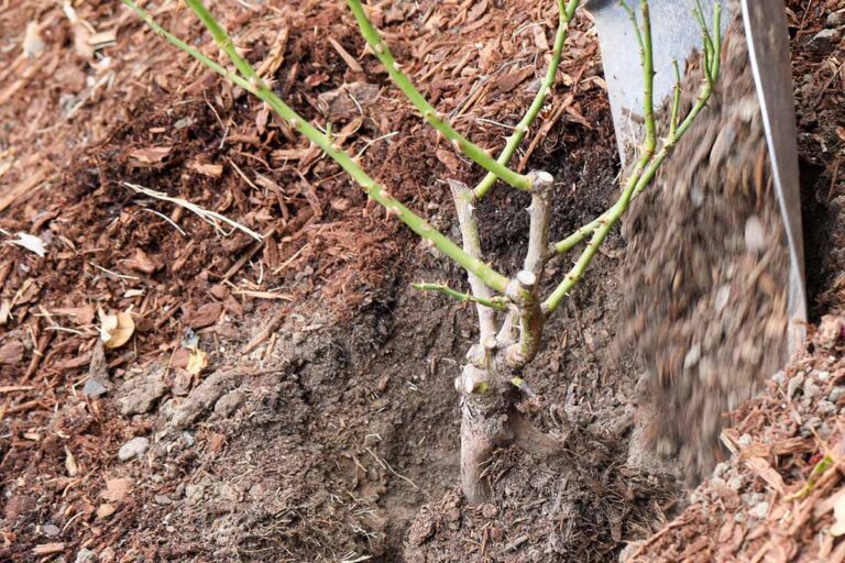 When and How to Plant Roses in the Fall | Gardener’s Path